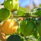 100 Seeds Fresh Perennial Physalis Cape Gooseberry