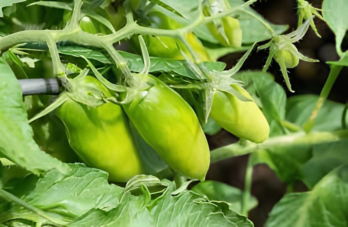 200 Seeds Sausage Green Tomato Organic