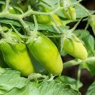 200 Seeds Sausage Green Tomato Organic