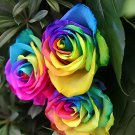100 Seeds Heirloom 'Hot Wheels' 5-color Rose Seedling Flower