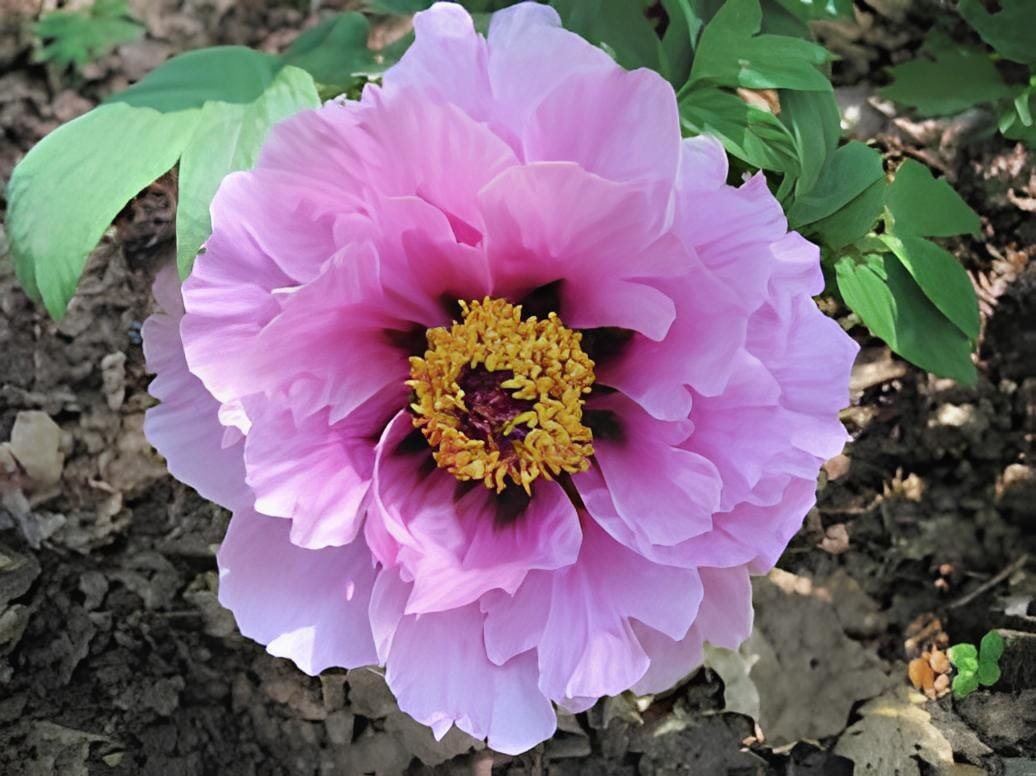 10 Seeds Heirloom 'Feng Nv' Light Pink Tree Peony Flower