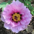 10 Seeds Heirloom 'Feng Nv' Light Pink Tree Peony Flower