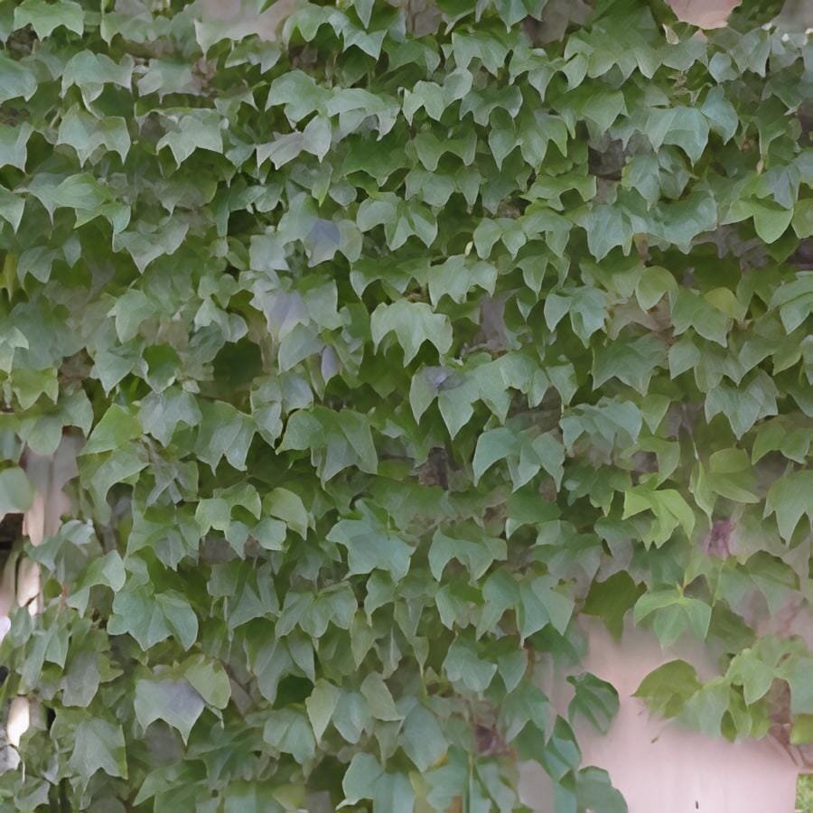 100 Seeds Parthenocissus Tricuspidata Veitchii Vine