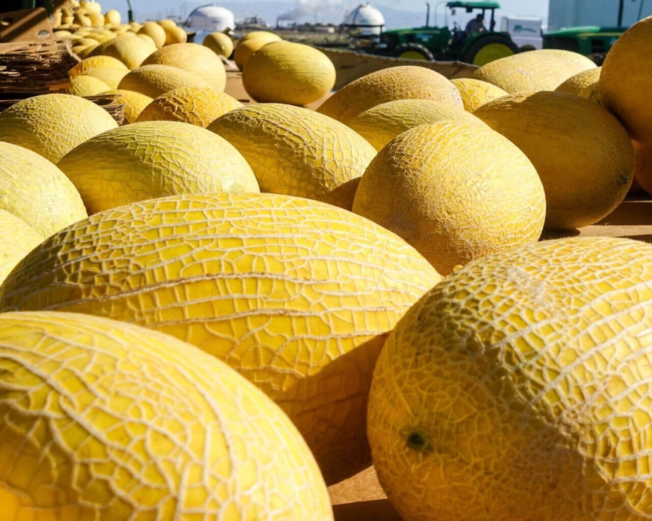 16 Seeds Hami Melon Sweet Honey-Dew Melon