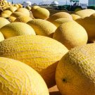 16 Seeds Hami Melon Sweet Honey-Dew Melon