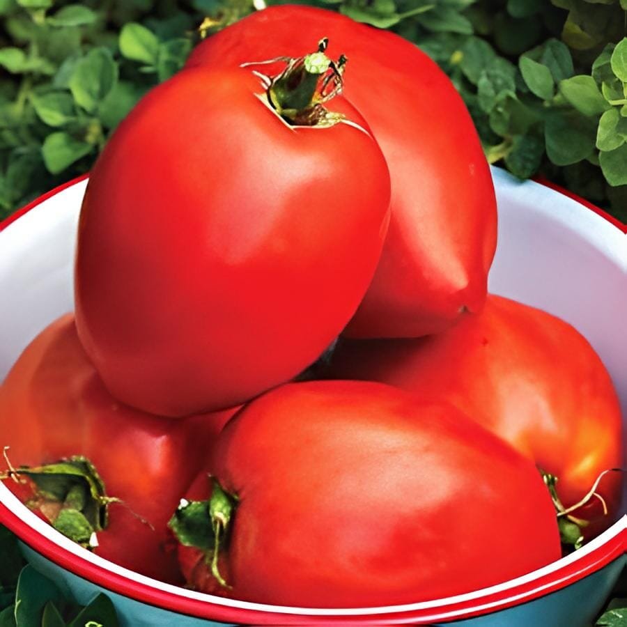 40 Seeds Heirloom Tasty Tomato Vegetables