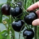 600 Seeds Imported European Black Big Tomato Organic