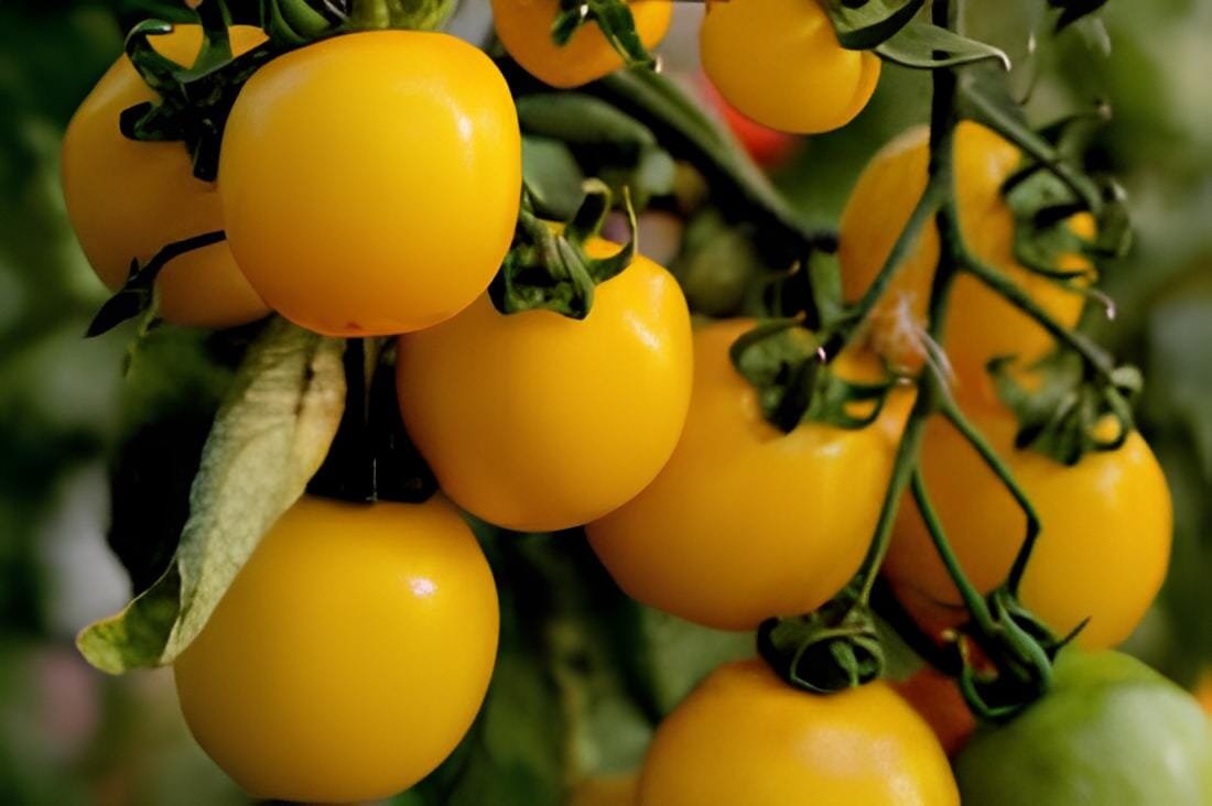 600 Seeds New Japanese Big Yellow Tomato 'Golden Peach' Organic