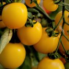 600 Seeds New Japanese Big Yellow Tomato 'Golden Peach' Organic
