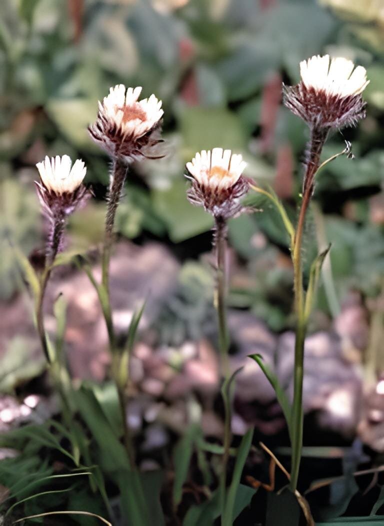 10 Seeds Asteraceae Small Shrub Leprechaun Flower Canescens