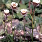10 Seeds Asteraceae Small Shrub Leprechaun Flower Canescens