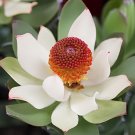 40 Seeds Leucadendron Mix