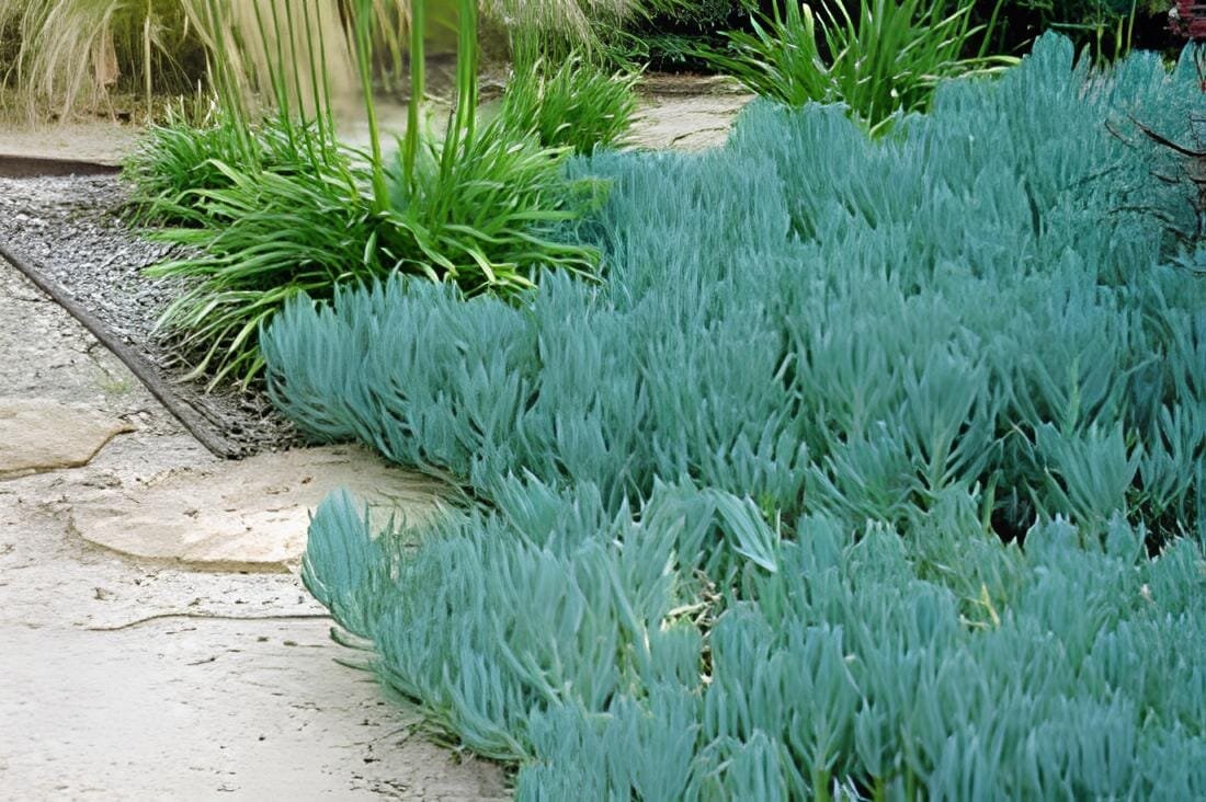 10 Seeds Blue Chalk Sticks Senecio Mandraliscae