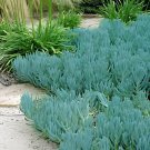 10 Seeds Blue Chalk Sticks Senecio Mandraliscae