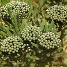 10 Seeds Brunia albiflora Brunia Laevis Garden Plants