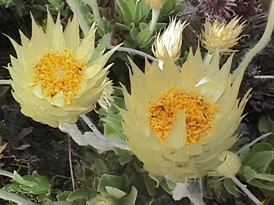 10 Seeds Syncarpha speciosissima Garden Plants