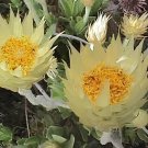 10 Seeds Syncarpha speciosissima Garden Plants