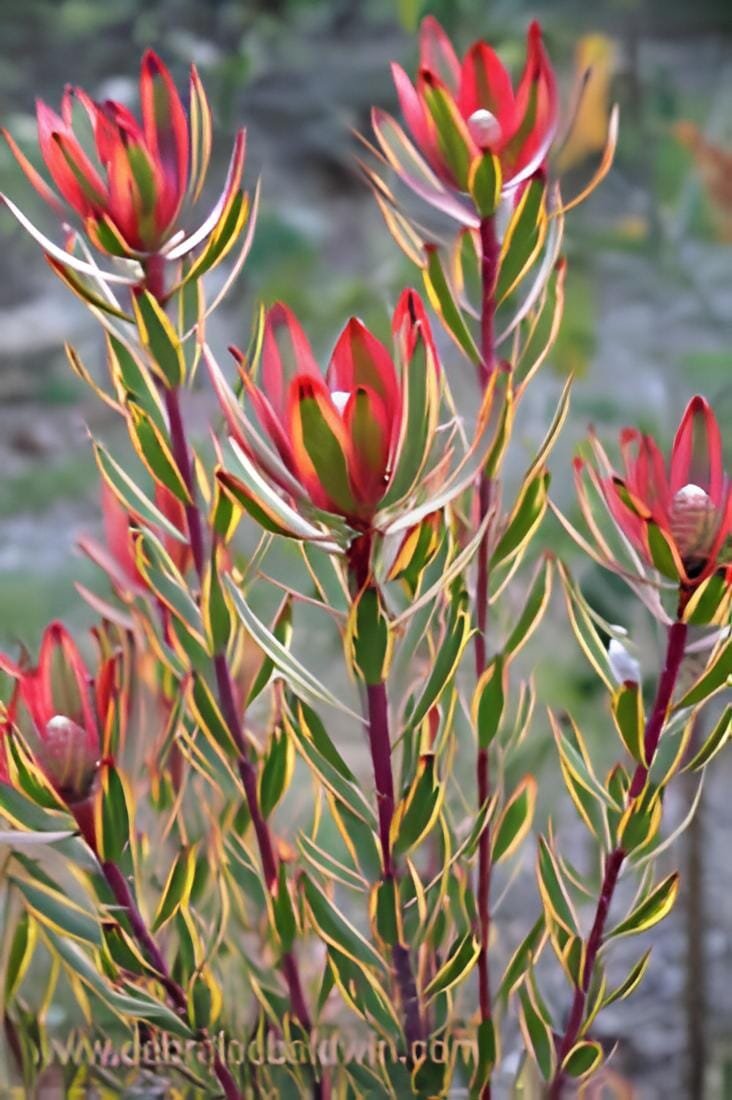 10 Seeds Leucadendro Succulents Garden Plants