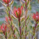 10 Seeds Leucadendro Succulents Garden Plants