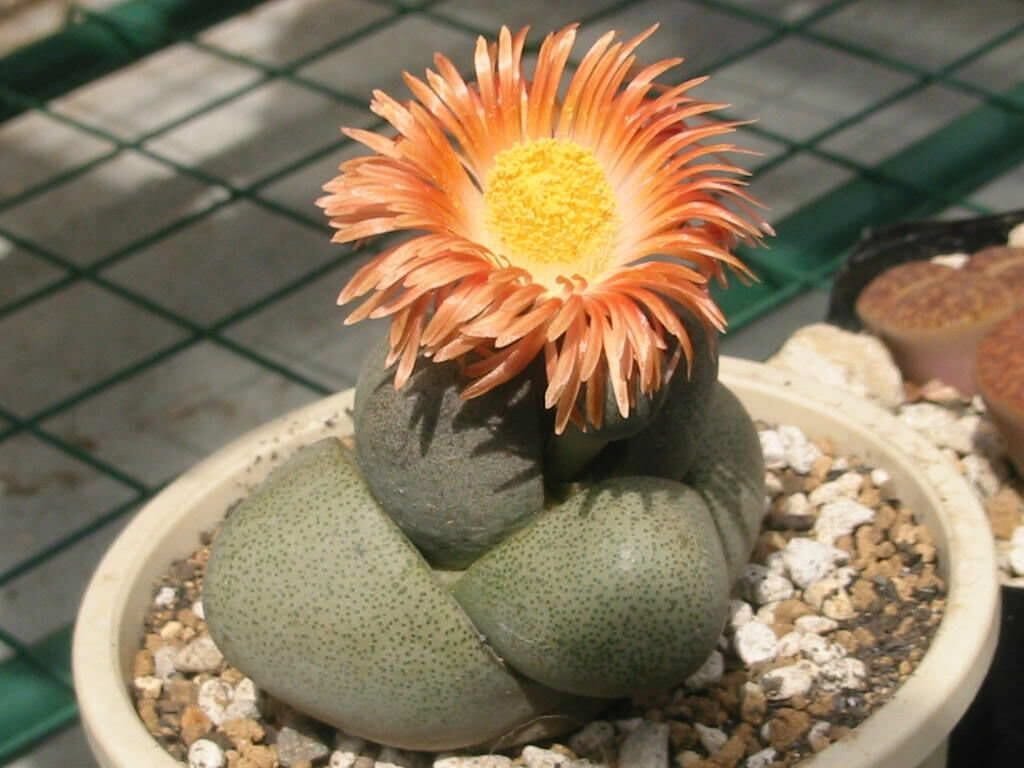 40 Seeds nelii Succulents Garden Plants