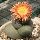 40 Seeds nelii Succulents Garden Plants