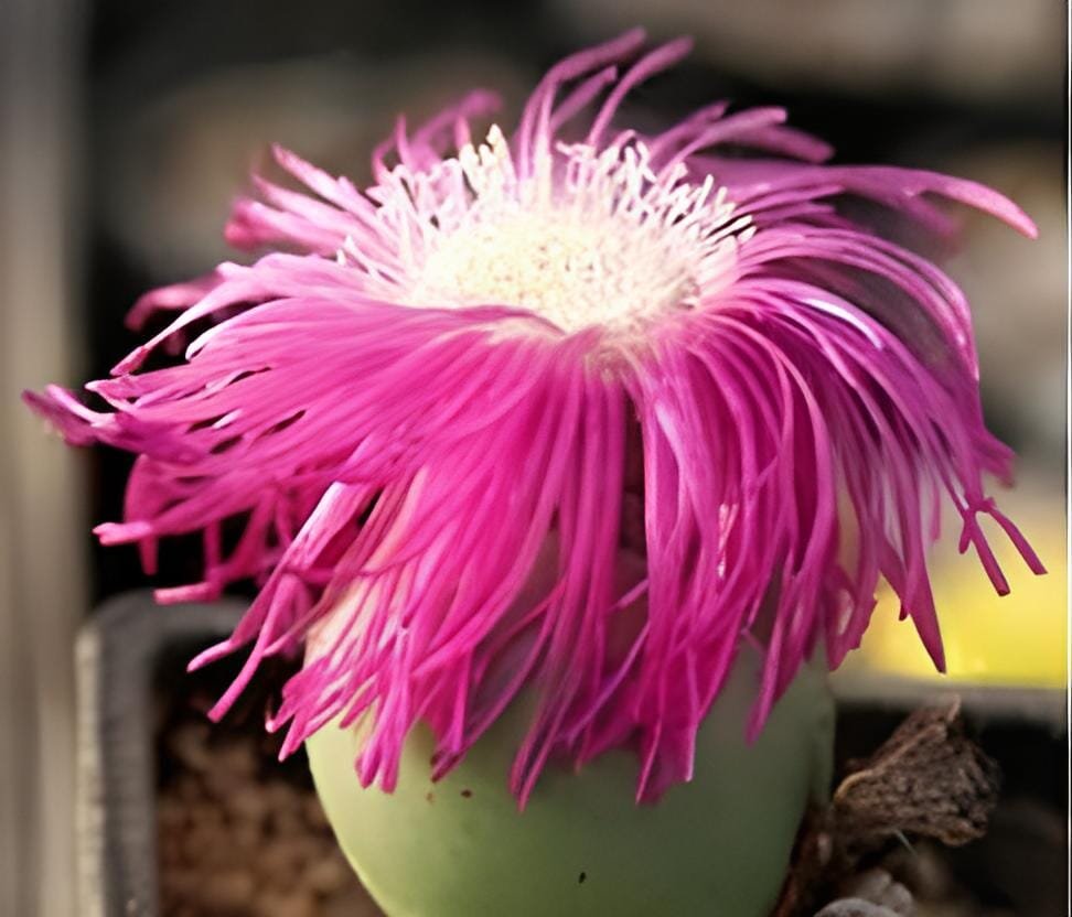 40 Seeds ARGYRODERMA delaetii Succulents Garden Plants