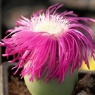 40 Seeds ARGYRODERMA delaetii Succulents Garden Plants