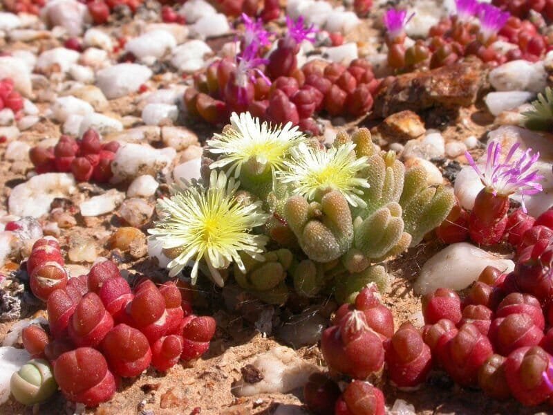 40 Seeds oophytum nanum Succulents Garden Plants