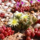 40 Seeds oophytum nanum Succulents Garden Plants