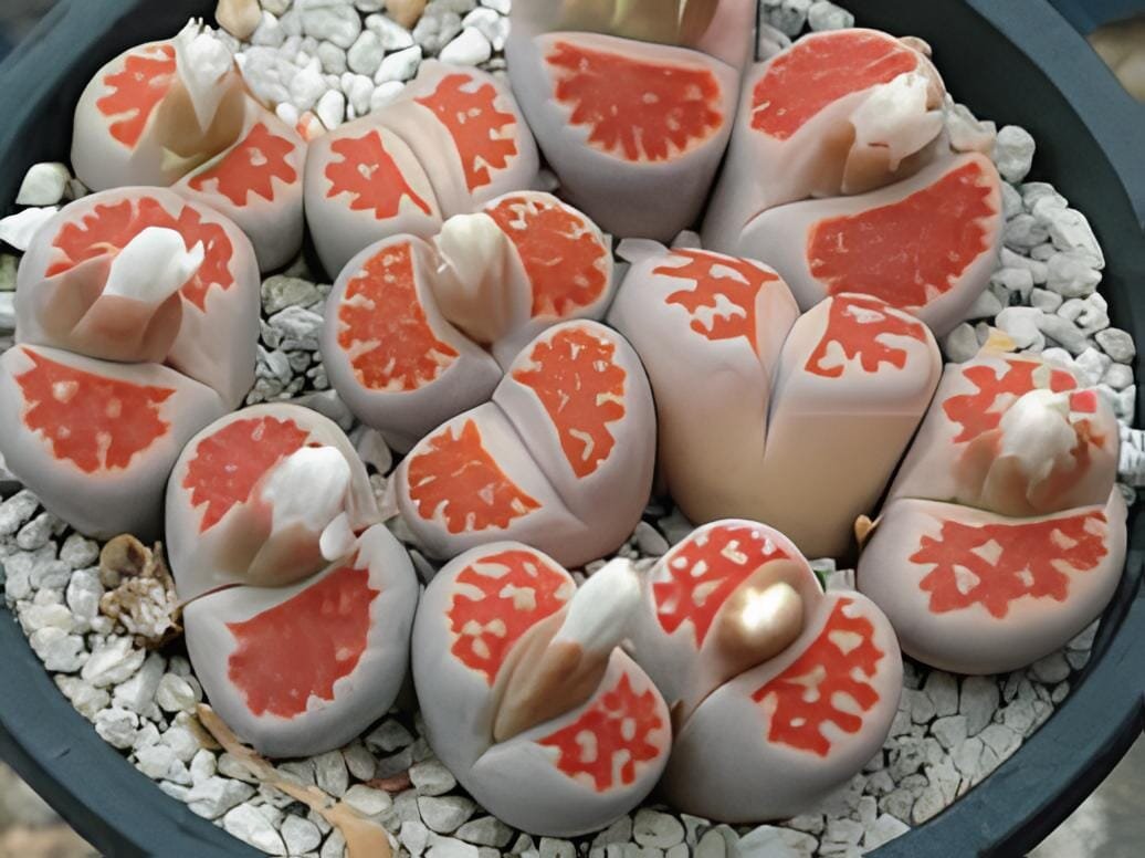 200 Seeds karasmontana 'Top Red' Succulents Garden Plants