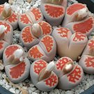 200 Seeds karasmontana 'Top Red' Succulents Garden Plants