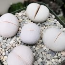 40 Seeds Dinteranthus pole evansii Succulents Garden Plants