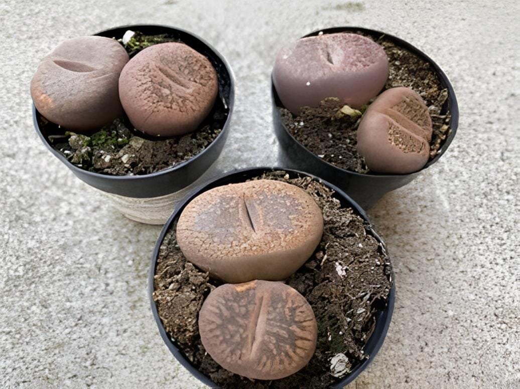 200 Seeds Lithops Succulents Garden Plants