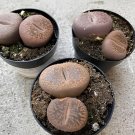 200 Seeds Lithops Succulents Garden Plants