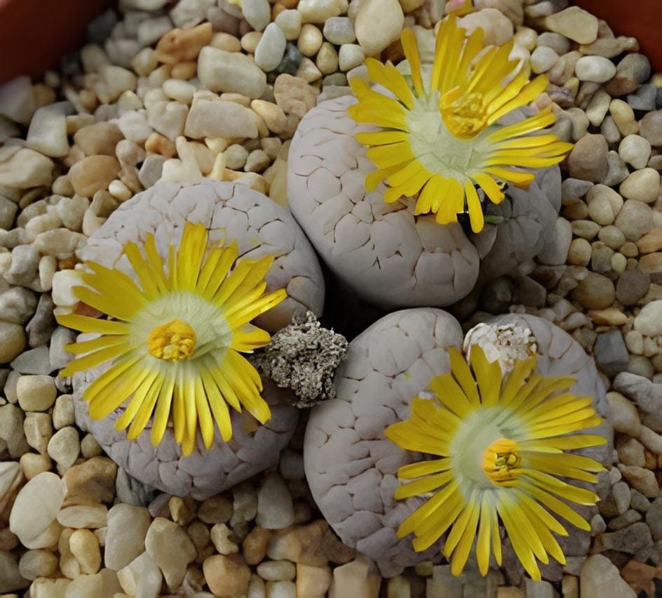 200 Seeds Lithops gracilidelineata Succulents Garden Plants