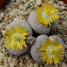 200 Seeds Lithops gracilidelineata Succulents Garden Plants