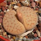 200 Seeds L. pseudotruncatella C73 Succulents Garden Plants
