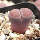 200 Seeds Lithops salicola Bacchus Succulents Garden Plants