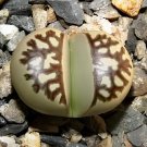 200 Seeds LITHOPS dorothea Succulents Garden Plants