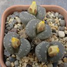 200 Seeds olivacea C109A Succulents Garden Plants