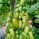 10 Seeds Super Sweet Green Tomato Vegetable