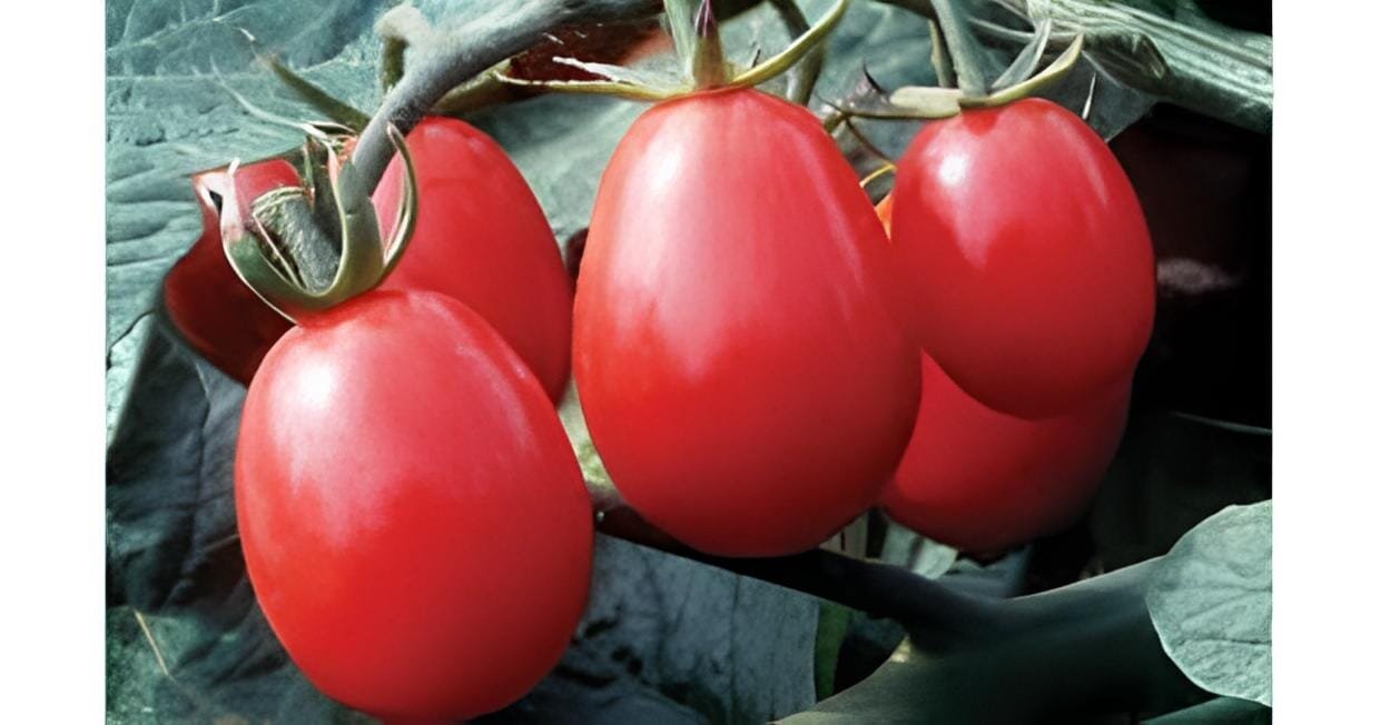 600 Seeds Heirloom Rare Yellow Fat 'Luo Cheng' Organic tomato