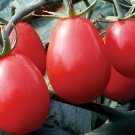 600 Seeds Heirloom Rare Yellow Fat 'Luo Cheng' Organic tomato