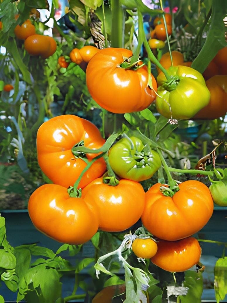 60 Seeds Rare 30 Types of Different Gardening Tomato Organic
