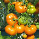 60 Seeds Rare 30 Types of Different Gardening Tomato Organic