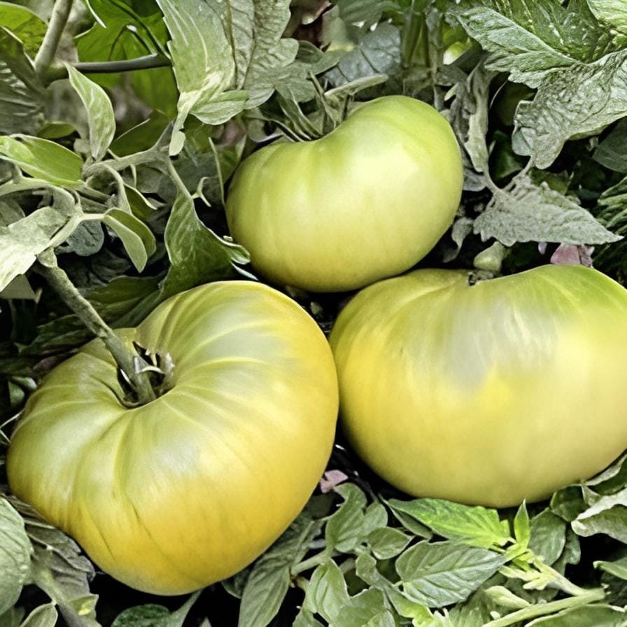 60 Seeds Heirloom Middle Green Tomato with Yellow Stripe Organic