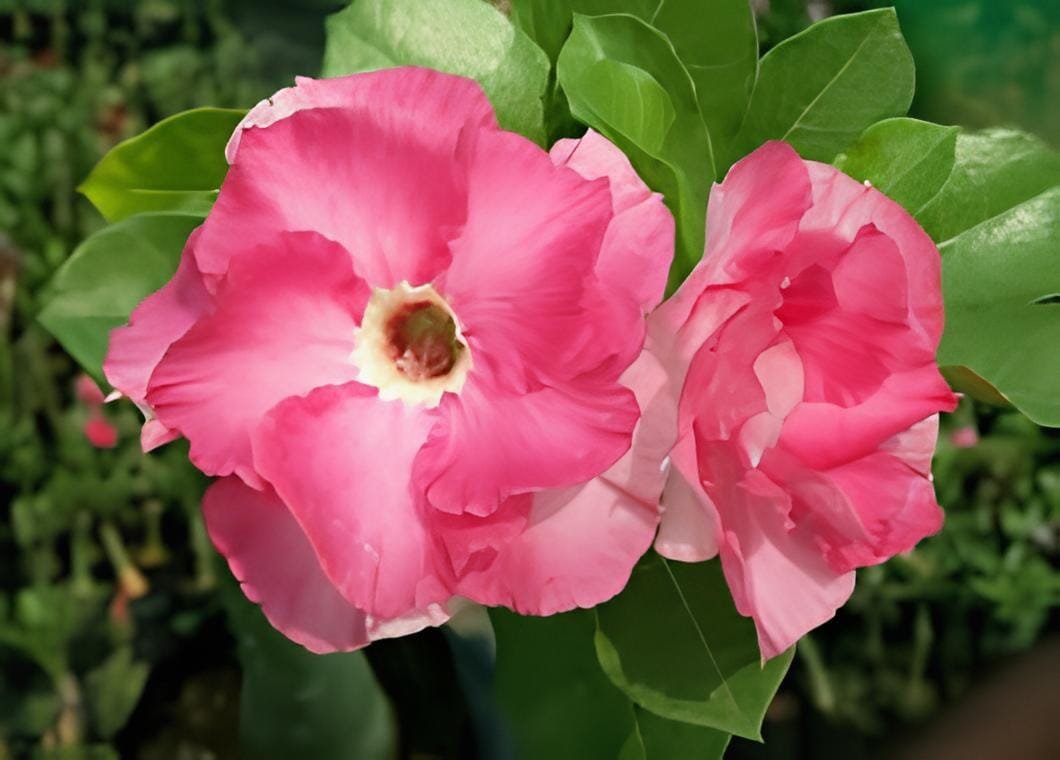 4 Seeds Adenium Purely Pink Double Petals Flower