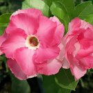 4 Seeds Adenium Purely Pink Double Petals Flower