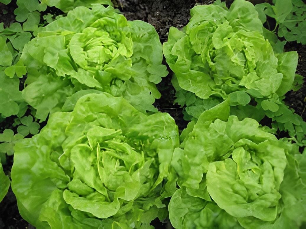 1000 Seeds Lettuce 'Tomy Thumb' Organic Vegetable
