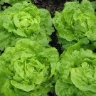 1000 Seeds Lettuce 'Tomy Thumb' Organic Vegetable